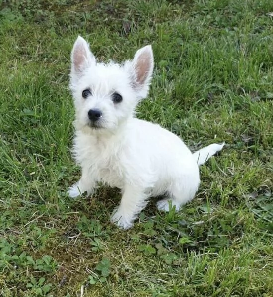 molto regalo west highland