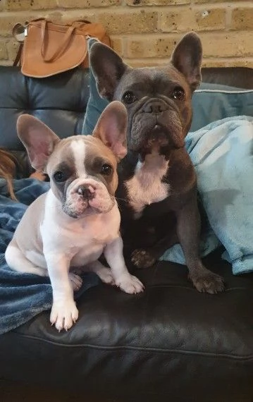 bouledogue francese esotico pura razza