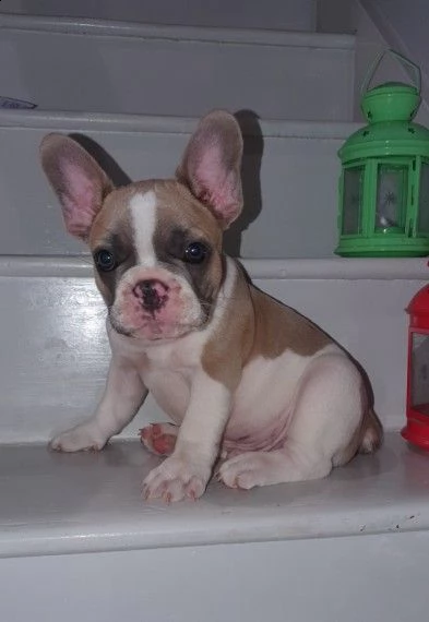bouledogue francese esotico pura razza | Foto 0
