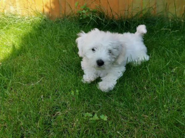 cuccioli maltese coreano  | Foto 2