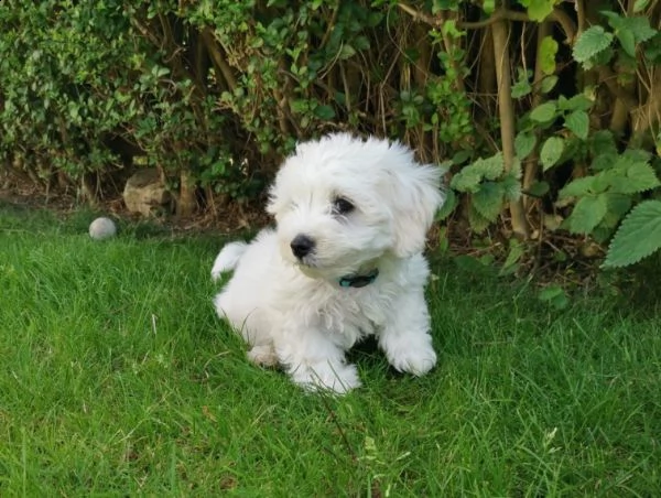 cuccioli maltese coreano  | Foto 1