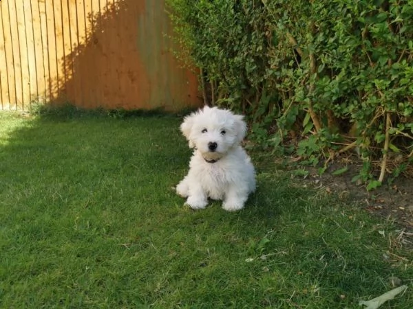 cuccioli maltese coreano  | Foto 0