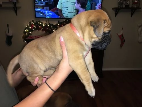 email : arwenbrades10[at]gmail[.com] adorali cuccioli di  bull mastiff  femminucce e maschietti disponibi