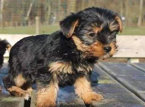 cuccioletto di york shire mini toy 