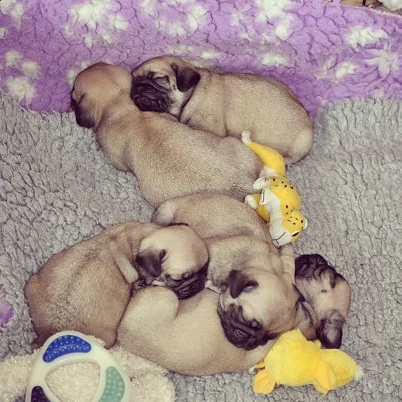 cucciolotti di carlino 