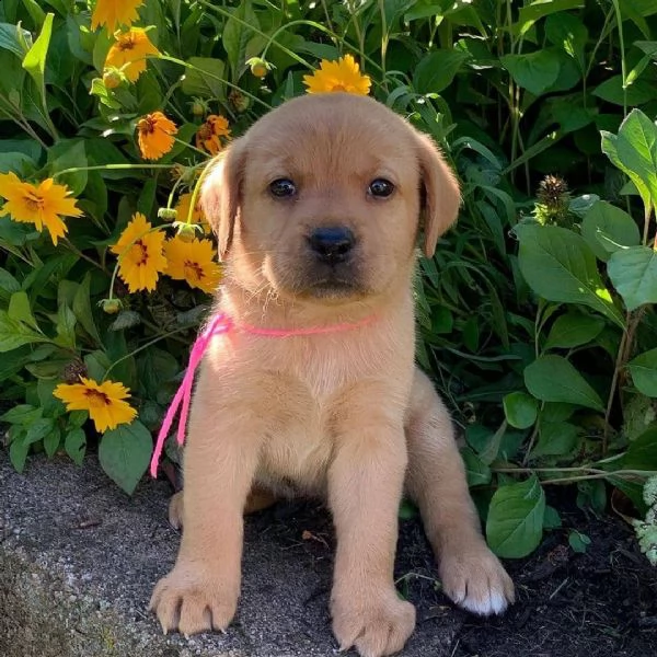 cuccioli di labrador retriever | Foto 0