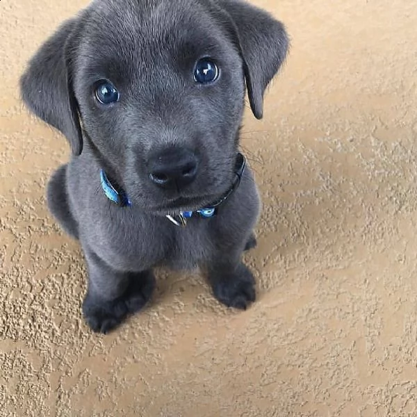 cuccioli di labrador retriever