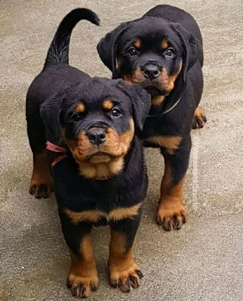 cuccioli di rottweiler 