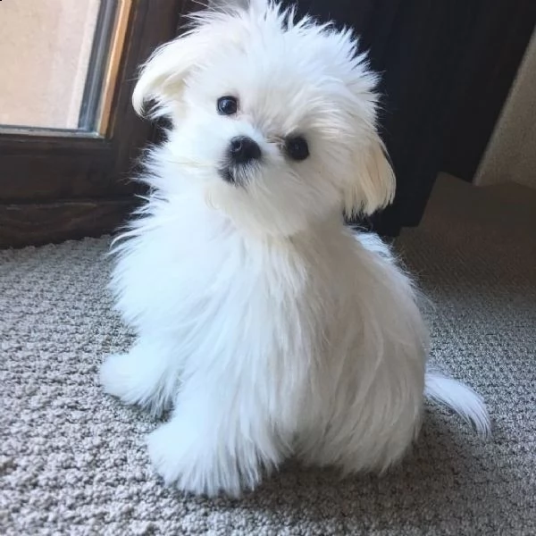  regalo maltese nano | Foto 0