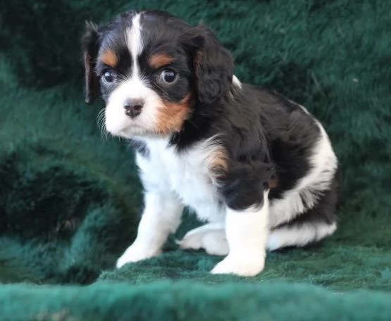  regalo cavalier king cuccioli meravigliosi ! 