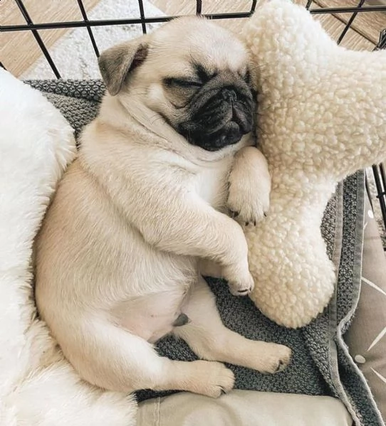 regalo cuccioli di carlino