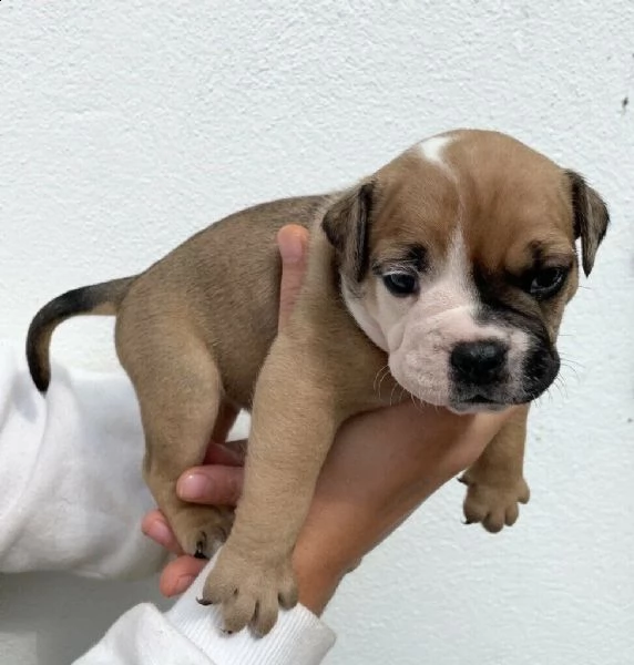 cuccioli british bulldog x oldtyme