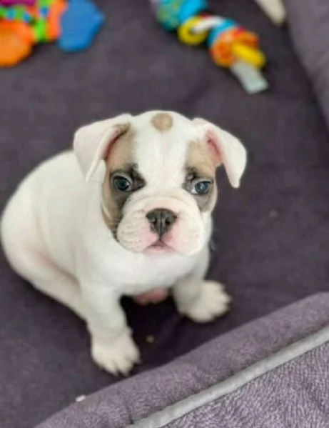 regalo francese bulldog | Foto 0