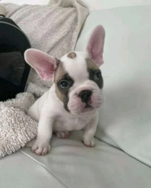 regalo francese bulldog