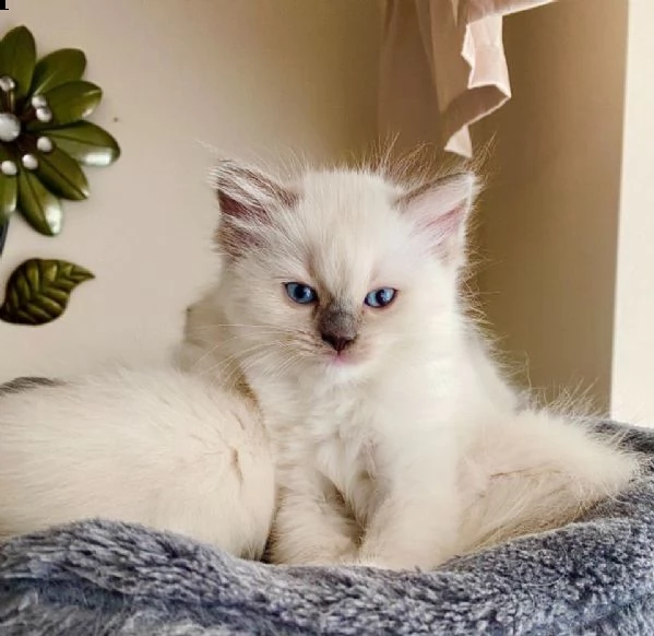 dispone di cuccioli ragdoll maschi e femmine | Foto 0