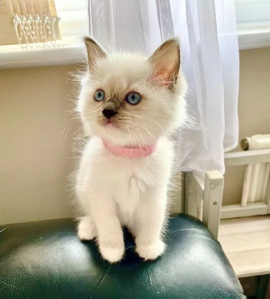 dispone di cuccioli ragdoll maschi e femmine