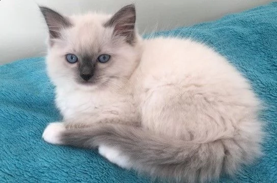 ragdoll blue point