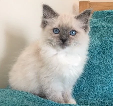 ragdoll blue point | Foto 0