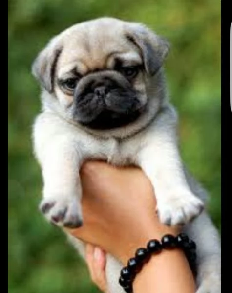  regalo carlino!!!! | Foto 0