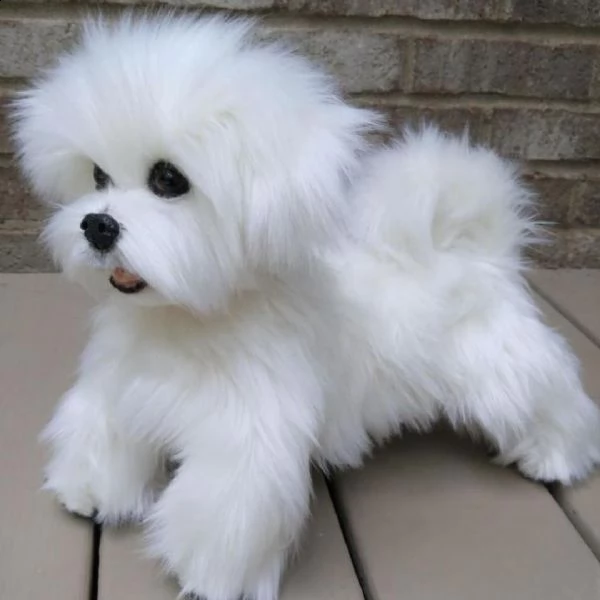  2regalo maltese | Foto 0