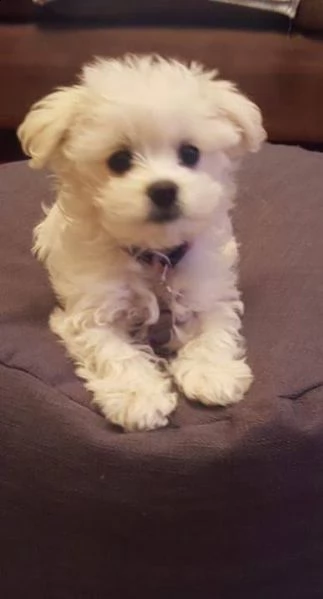  regalo maltese. (())