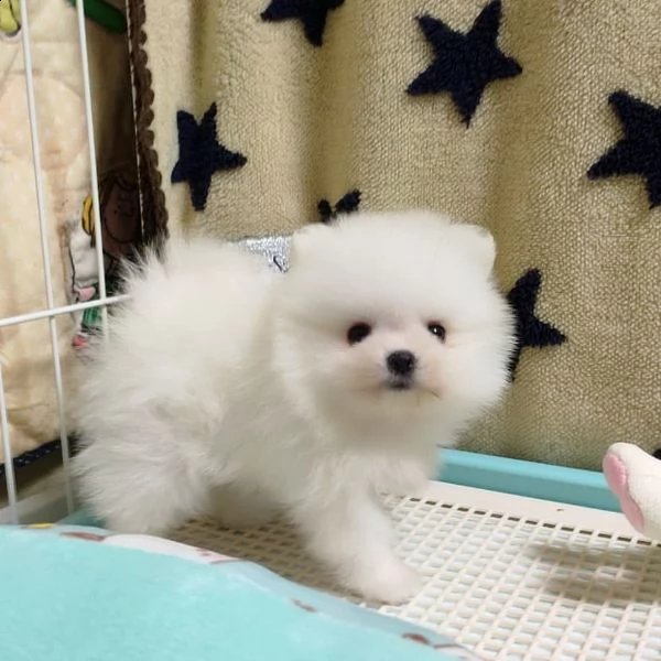  regalo  volpino pomerania mini toy (()) | Foto 0