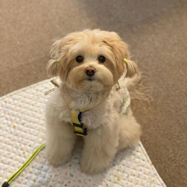 regalo maltese | Foto 0