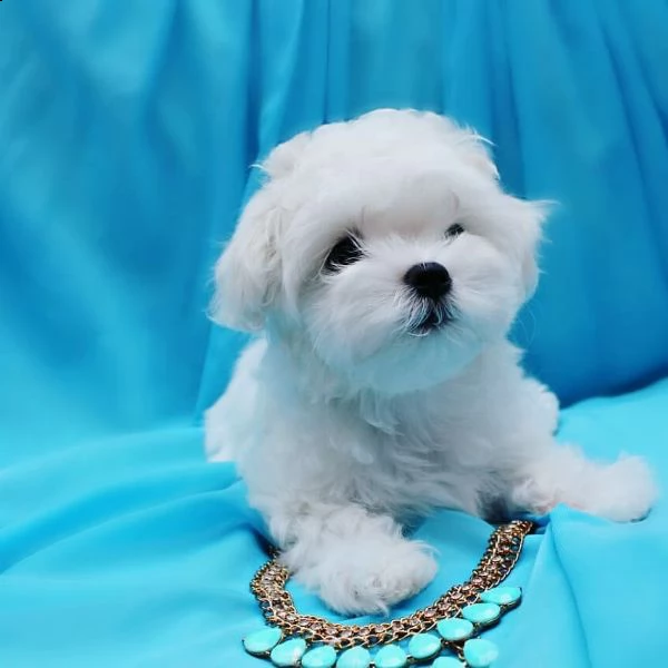 cuccioli maltese nano