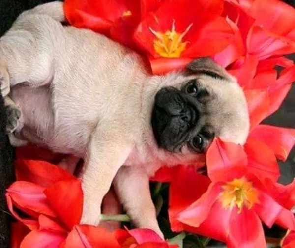 regalo carlino toy!!