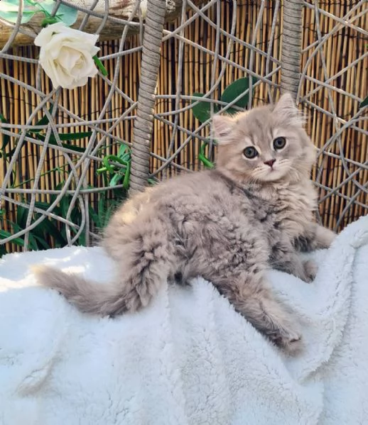 3 gattini britannici a pelo lungo per l'adozione ho 3 bellissimi gattini britannici a pelo lungo dis