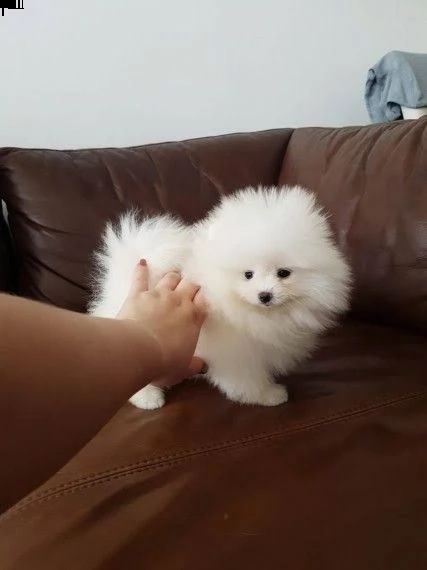 cuccioli pomeranian toy mini++++