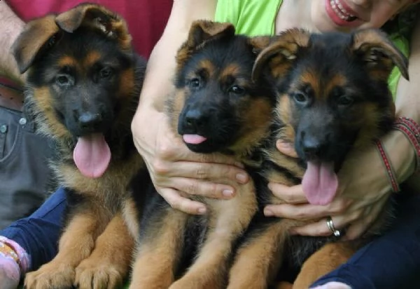 cuccioli pastore tedesco immediata consegna 