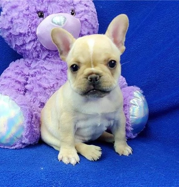  bouledogue- bulldog francese 