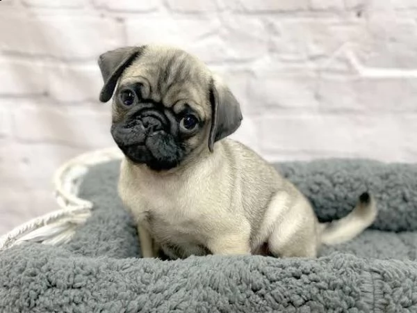 regalo cuccioli carlino mini | Foto 0