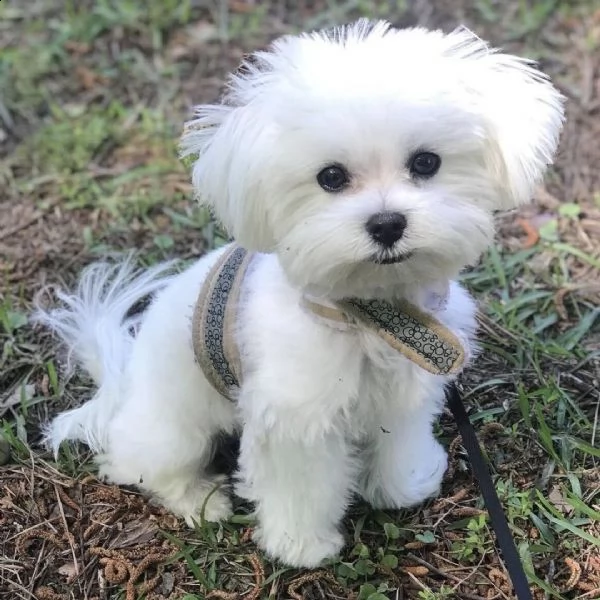 regalo cuccioli maltese... | Foto 0