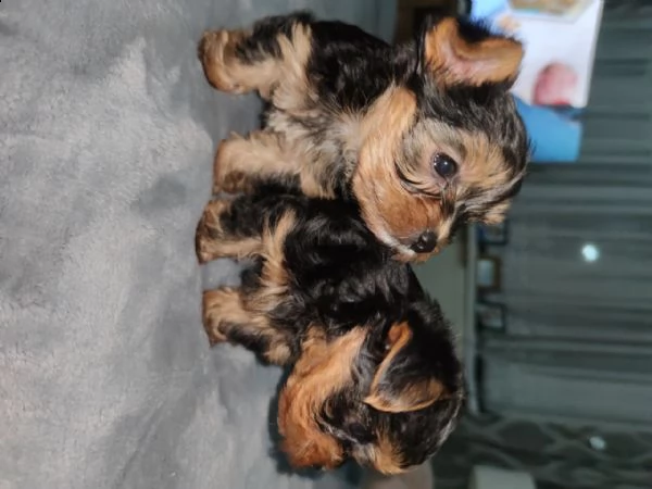 cuccioletto di york shire mini toy