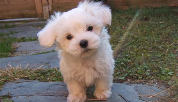 cuccioli maltese toy##