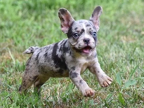 bouledogue francese cuccioli blu, total blue