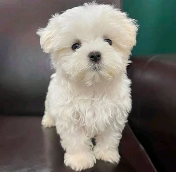cuccioli maltese mini____