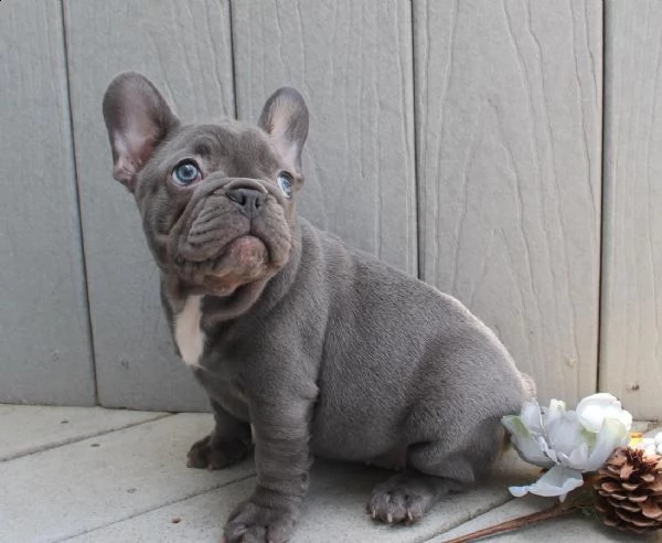cucciolo di bouledogue francese | Foto 0