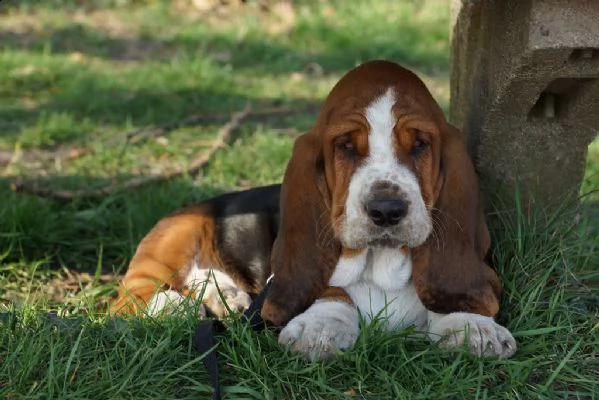 splendidi cuccioli di bassethound | Foto 0