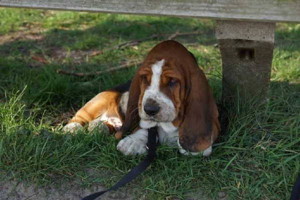 splendidi cuccioli di bassethound