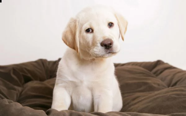 vendita cucciolo cucciola labrador gialla