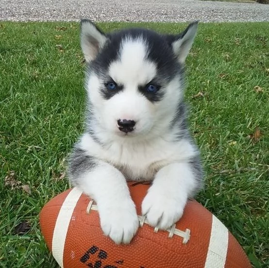 regalo cuccioli siberian husky maschio e femmina