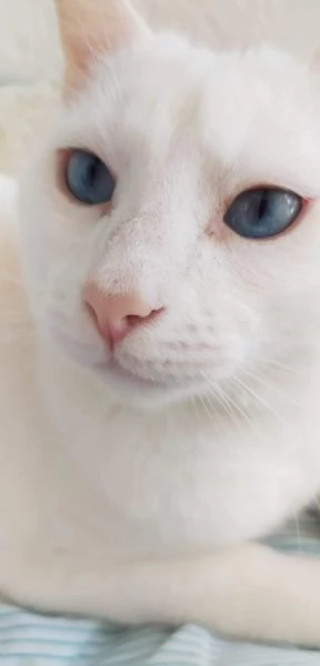 Merlino, bellissimo gatto in adozione | Foto 2