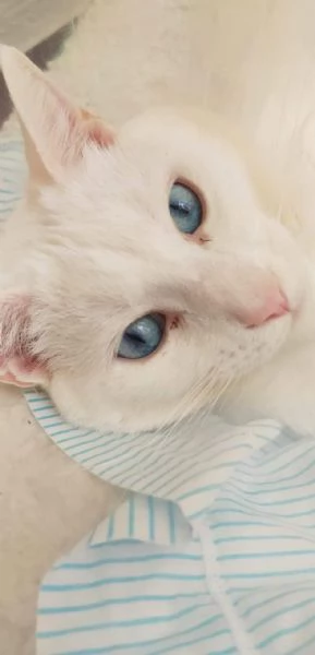Merlino, bellissimo gatto in adozione | Foto 0