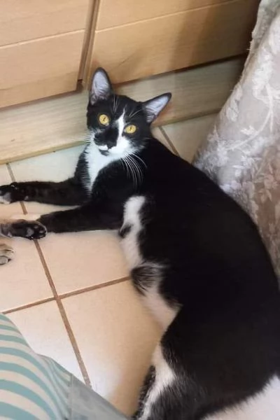 Lenny, gatto bianco e nero in adozione  | Foto 0