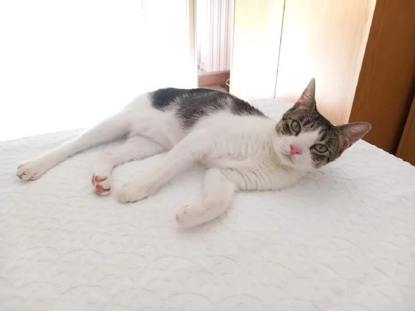 Kira, dolcissima gatta in adozione | Foto 0