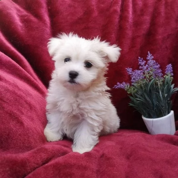 cuccioli maltesi