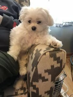 2regalo maltese  | Foto 0